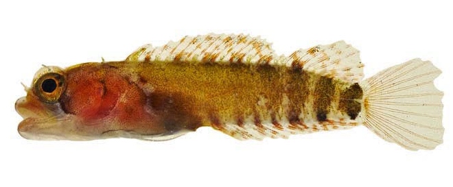 Dwarf Blenny (Starksia nanodes) |commons:File:Starksia nanodes.jpg
