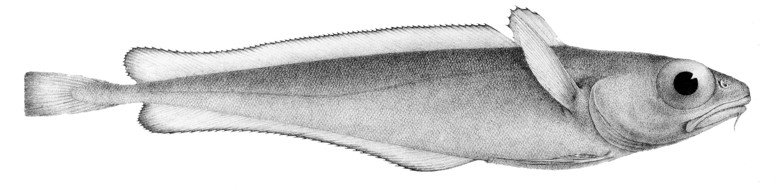 Dwarf Codling (Notophycis marginata) |commons:File:Notophycis marginata.jpg
