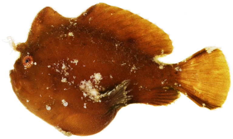 Dwarf Frogfish (Antennarius pauciradiatus) |commons:File:Antennarius pauciradiatus - pone.0010676.g028.png