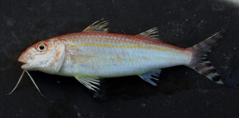 dwarf goatfish (Upeneus parvus) |commons:File:Upeneus parvus - Flickr - NOAA Photo Library.jpg