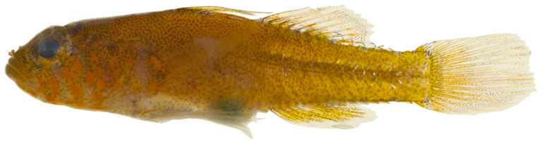 Dwarf Goby (Lythrypnus elasson) |commons:File:Lythrypnus elasson - pone.0010676.g173.png