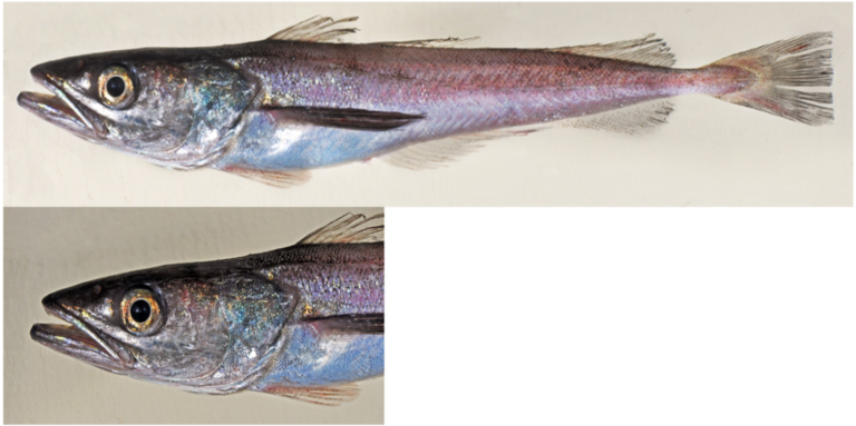 Dwarf Hake (Merluccius angustimanus) |commons:File:Merluccius angustimanus. USNM 422587, 168 mm. SL.png