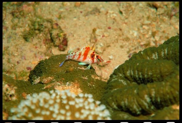 Dwarf Hawkfish (Cirrhitichthys falco) |commons:File:Cirrhitichthys falco (Randall, 1963).jpg