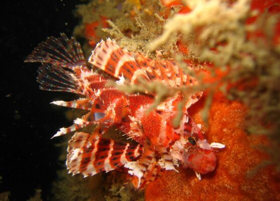 Dwarf Lionfish (Dendrochirus brachypterus) |commons:File:Dendrochirus brachypterus.jpg
