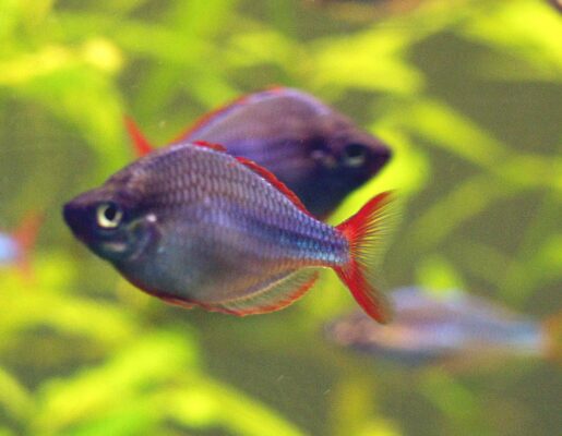Dwarf Neon Rainbowfish (Melanotaenia praecox) |commons:File:Diamant Regenbogenfisch (Melanotaenia praecox).jpg