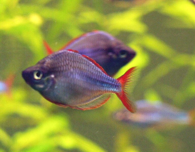 Dwarf Neon Rainbowfish (Melanotaenia praecox) |commons:File:Diamant Regenbogenfisch (Melanotaenia praecox).jpg