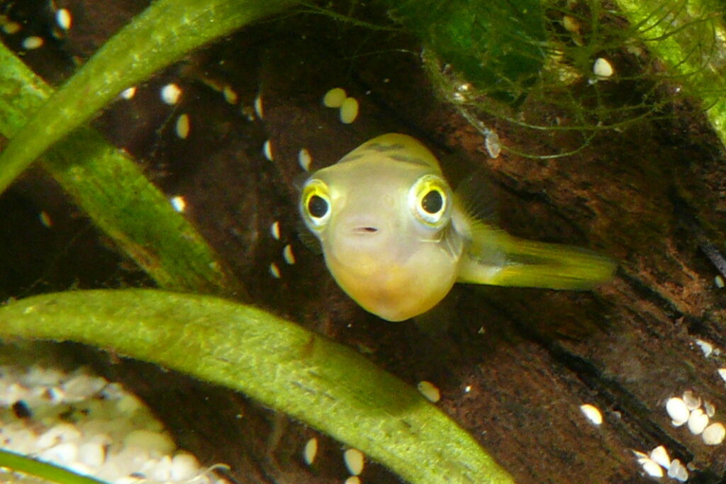 Dwarf Puffer (Carinotetraodon travancoricus) |commons:File:Carinotetraodon travancoricus 1.JPG