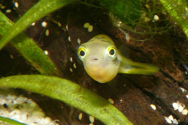 Dwarf Puffer (Carinotetraodon travancoricus) |commons:File:Carinotetraodon travancoricus 1.JPG