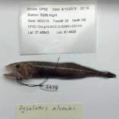 Dysalotus alcocki (Dysalotus alcocki) |commons:File:Dysalotus alcocki.jpg