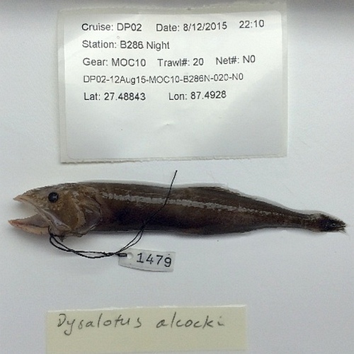 Dysalotus alcocki (Dysalotus alcocki) |commons:File:Dysalotus alcocki.jpg