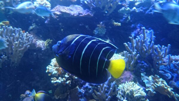 Earspot Angelfish (Pomacanthus chrysurus) |commons:File:Pomacanthus Chrysurus (1).jpg