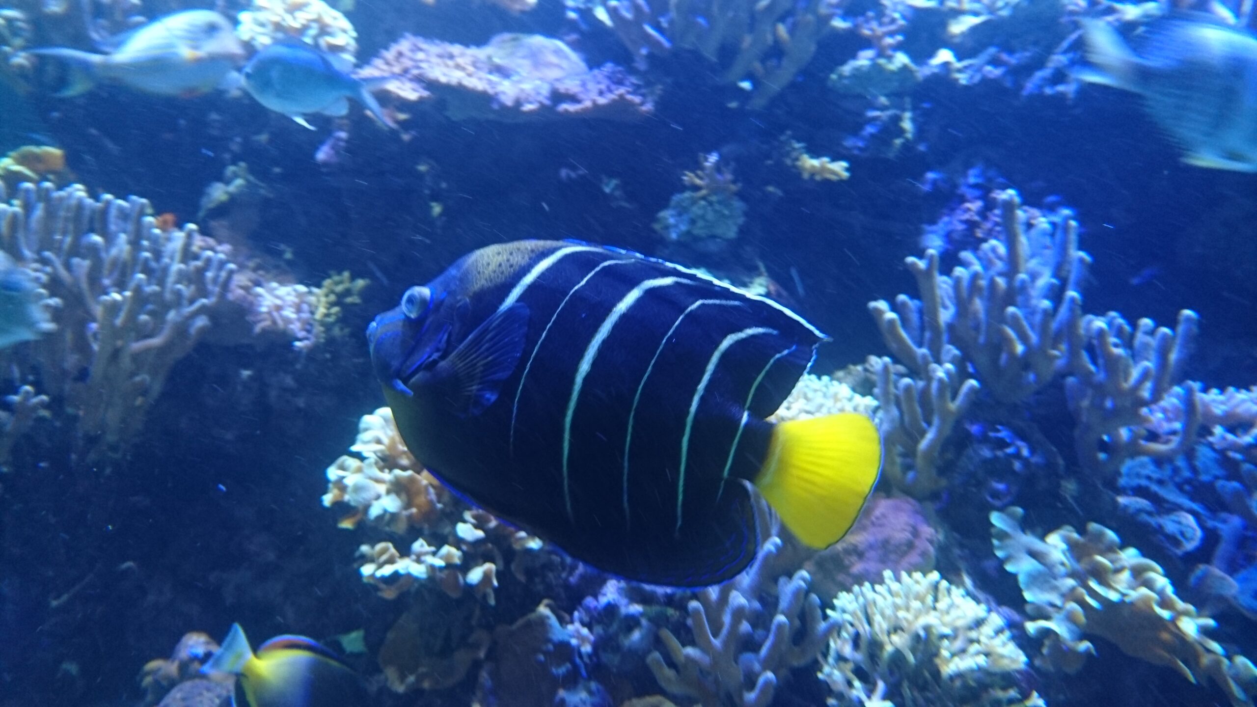 Earspot Angelfish (Pomacanthus chrysurus) |commons:File:Pomacanthus Chrysurus (1).jpg
