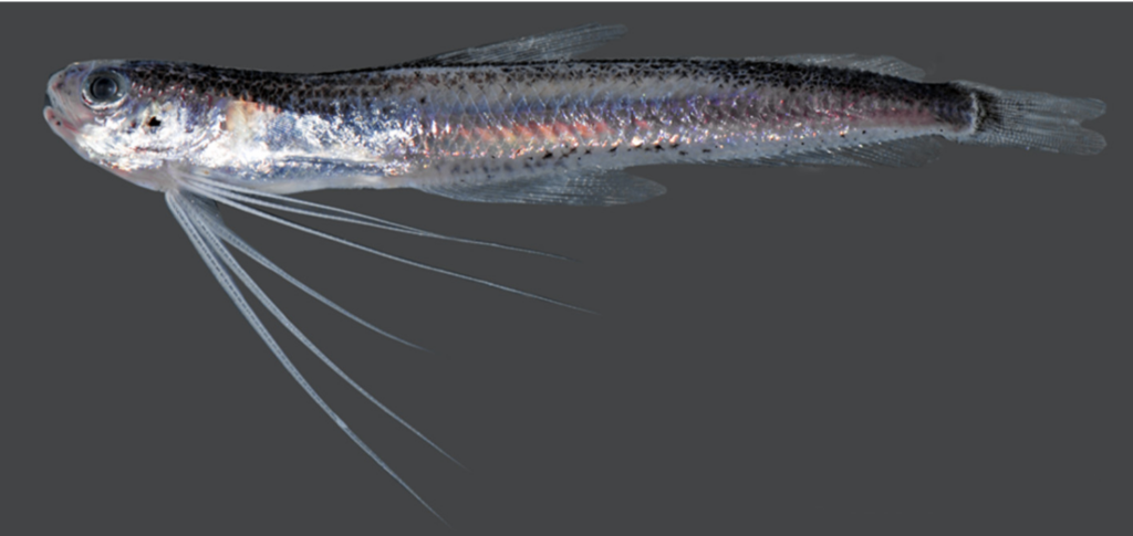East Pacific Codlet (Bregmaceros bathymaster) |commons:File:Bregmaceros bathymaster.png