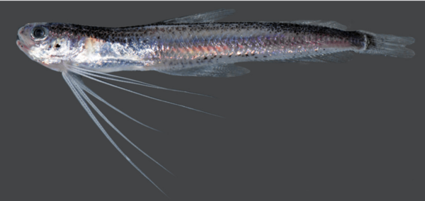 East Pacific Codlet (Bregmaceros bathymaster) |commons:File:Bregmaceros bathymaster.png