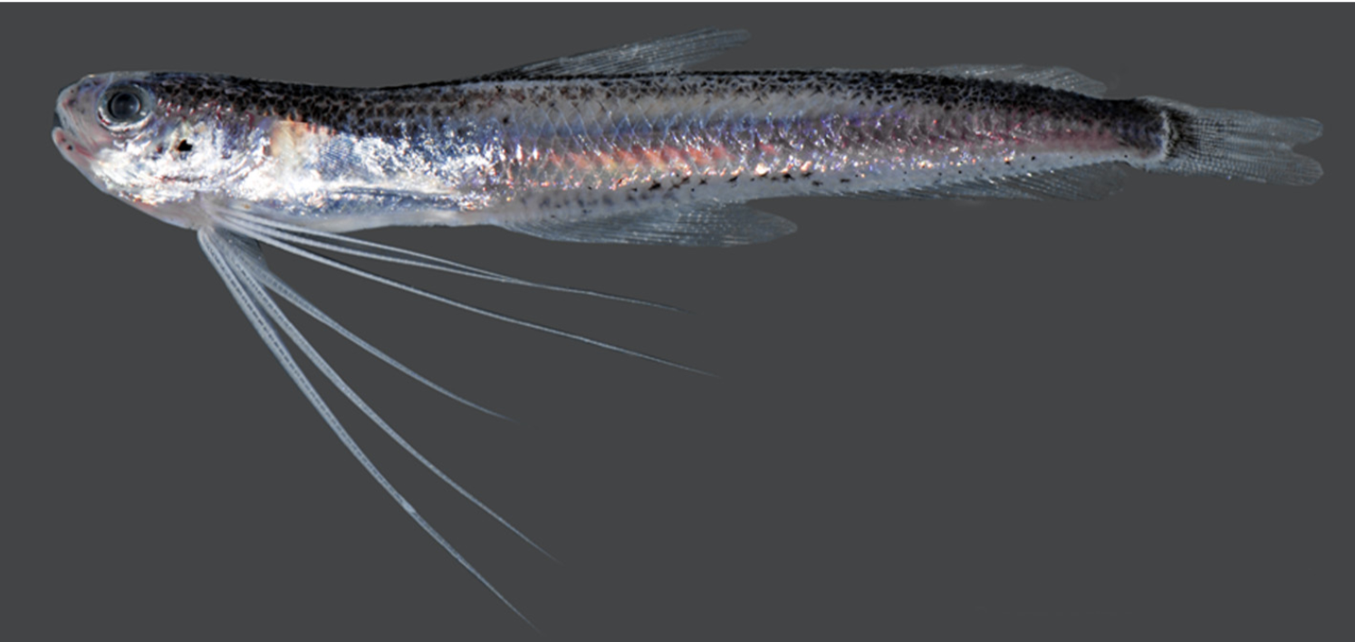East Pacific Codlet (Bregmaceros bathymaster) |commons:File:Bregmaceros bathymaster.png