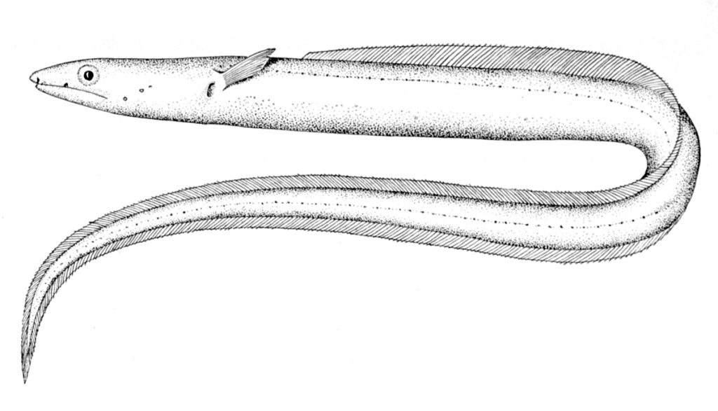 Echelus pachyrhynchus (Echelus pachyrhynchus) |commons:File:Echelus pachyrhynchus.jpg
