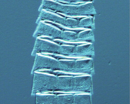 Echinoderes hwiizaa Echinoderes hwiizaa