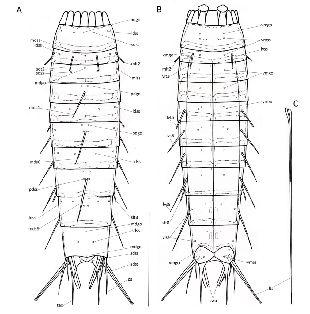 Echinoderes xiphophorus Echinoderes xiphophorus