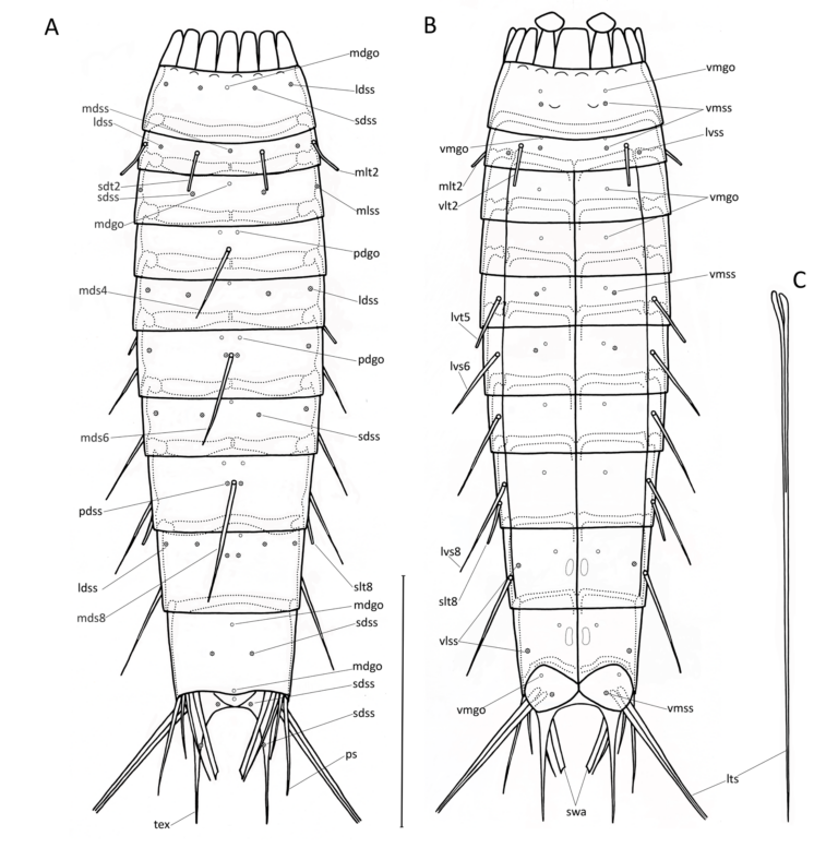 Echinoderes xiphophorus Echinoderes xiphophorus