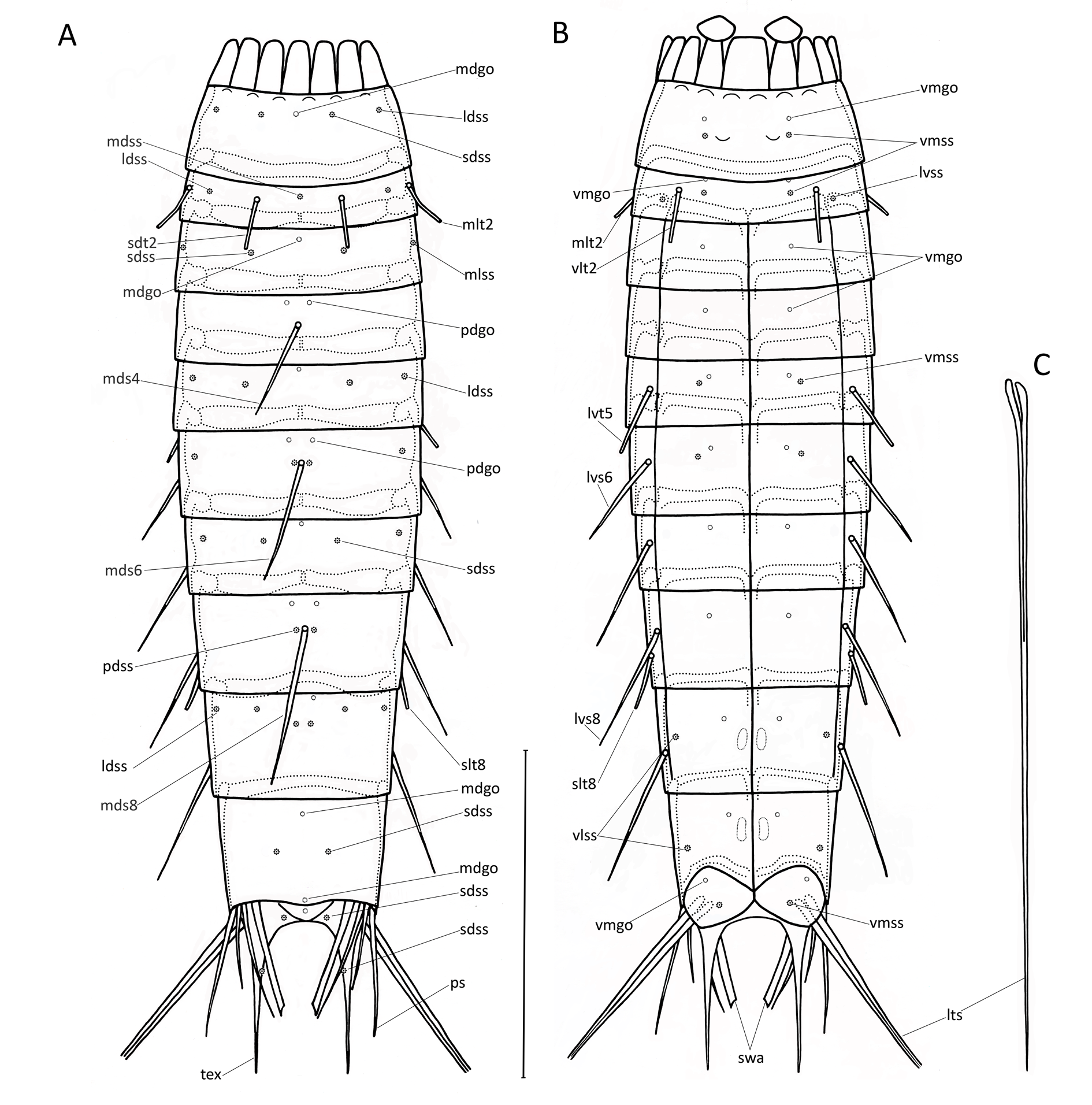 Echinoderes xiphophorus Echinoderes xiphophorus