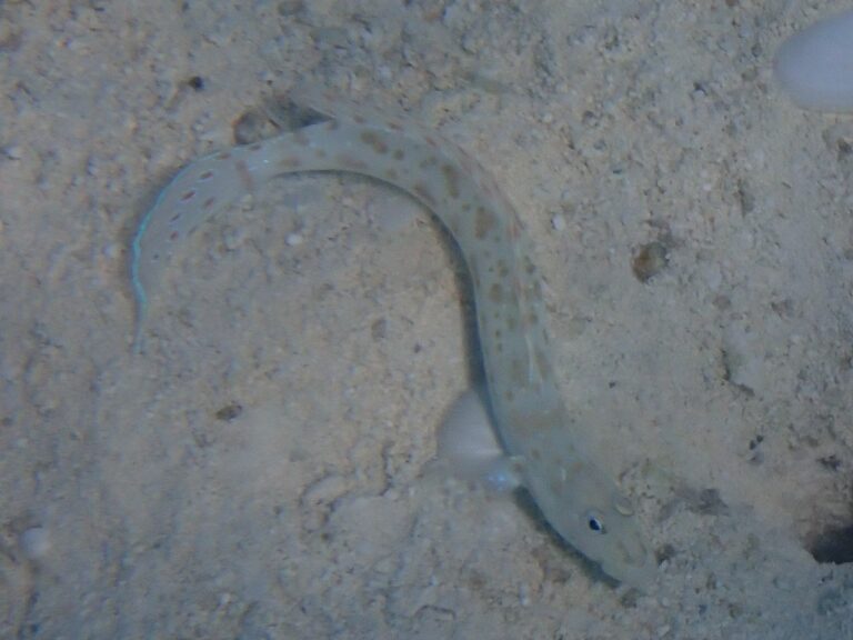 Echinogobius hayashii (Echinogobius hayashii) |commons:File:Echinogobius hayashii.jpg