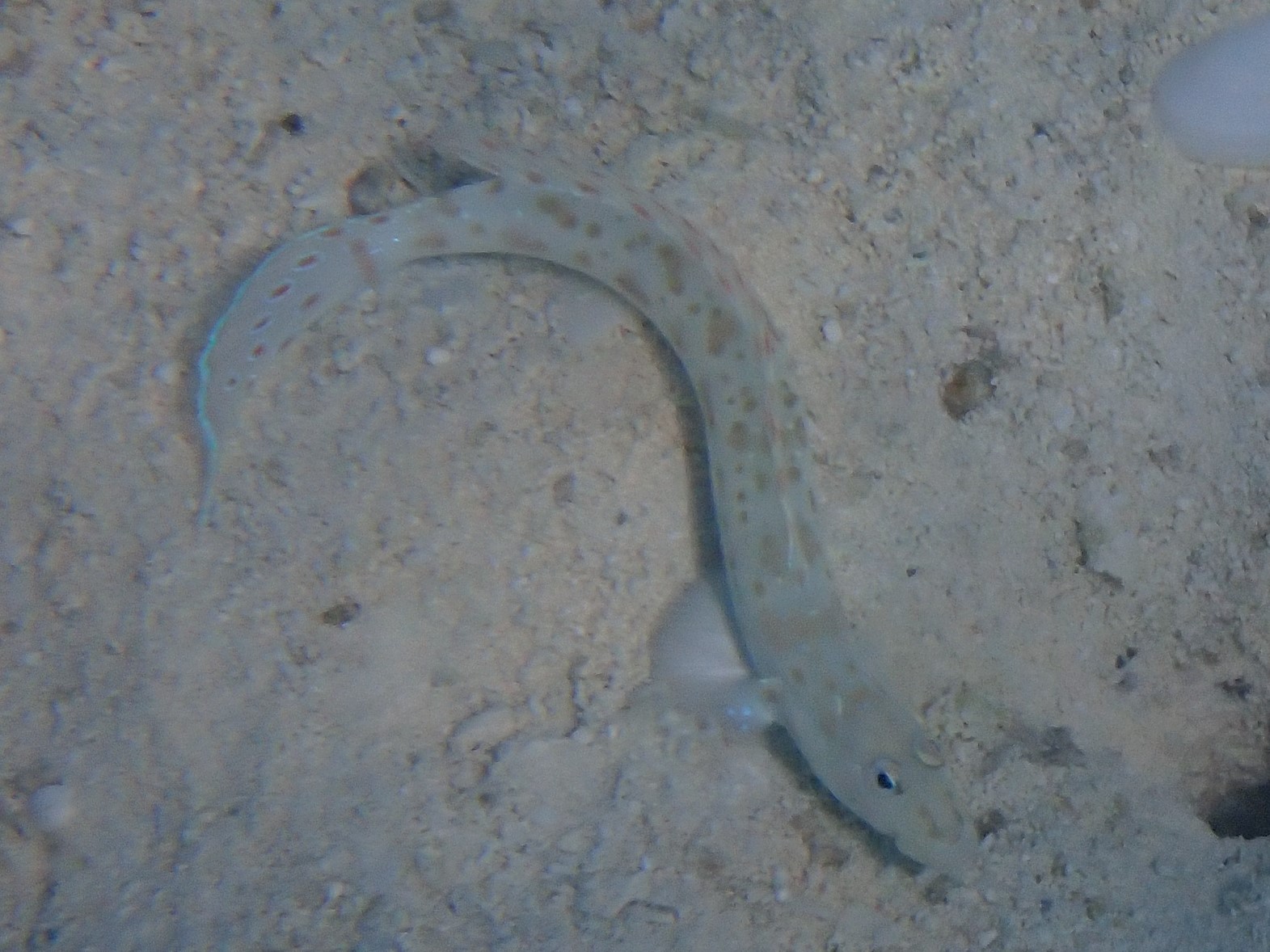 Echinogobius hayashii (Echinogobius hayashii) |commons:File:Echinogobius hayashii.jpg