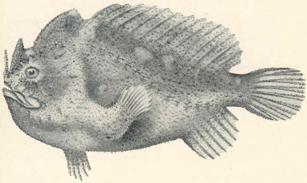 Echinophryne crassispina (Echinophryne crassispina) |commons:File:Echinophryne crassispina.jpeg