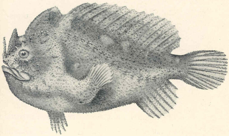 Echinophryne crassispina (Echinophryne crassispina) |commons:File:Echinophryne crassispina.jpeg