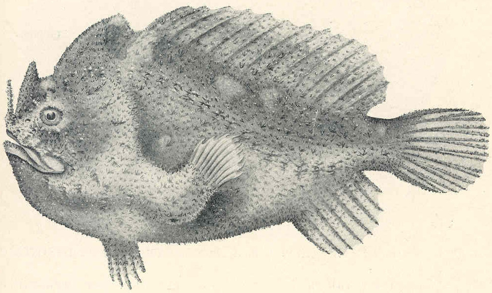 Echinophryne crassispina (Echinophryne crassispina) |commons:File:Echinophryne crassispina.jpeg