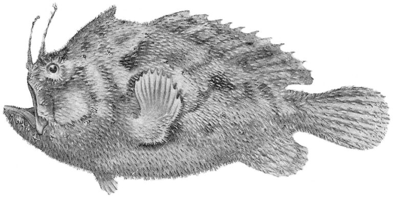 Echinophryne mitchellii (Echinophryne mitchellii) |commons:File:Echinophryne mitchellii.jpeg