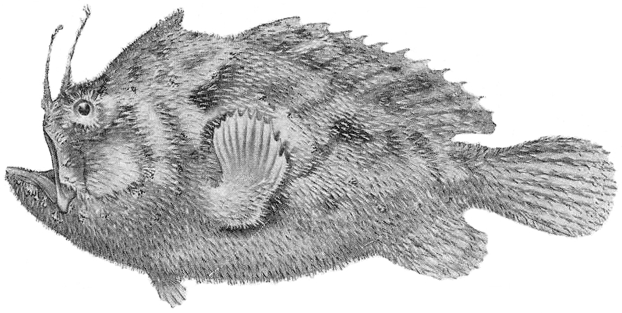 Echinophryne mitchellii (Echinophryne mitchellii) |commons:File:Echinophryne mitchellii.jpeg