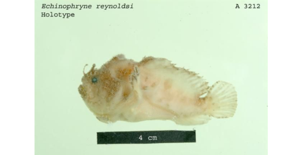 Echinophryne reynoldsi (Echinophryne reynoldsi) |commons:File:Echinophrynereynoldsi.png