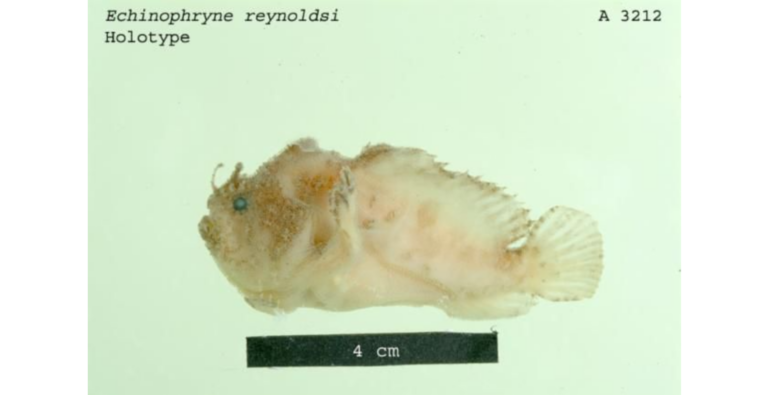Echinophryne reynoldsi (Echinophryne reynoldsi) |commons:File:Echinophrynereynoldsi.png
