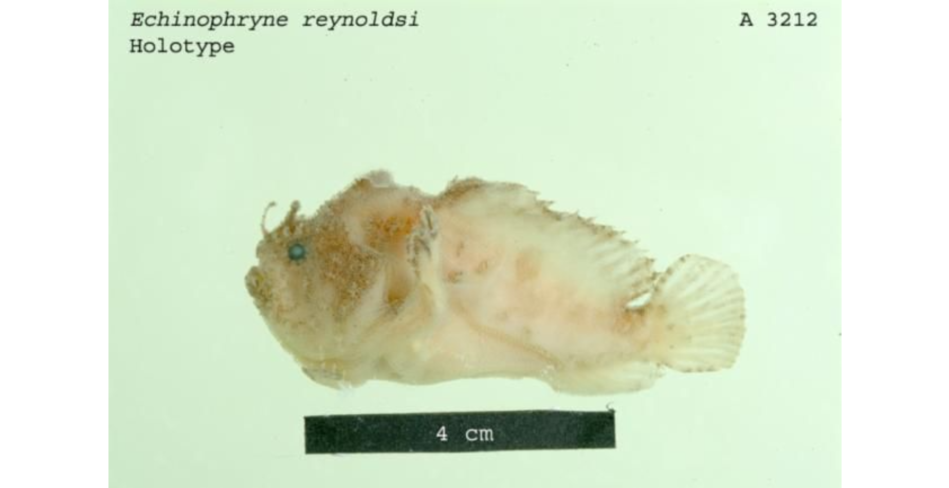 Echinophryne reynoldsi (Echinophryne reynoldsi) |commons:File:Echinophrynereynoldsi.png