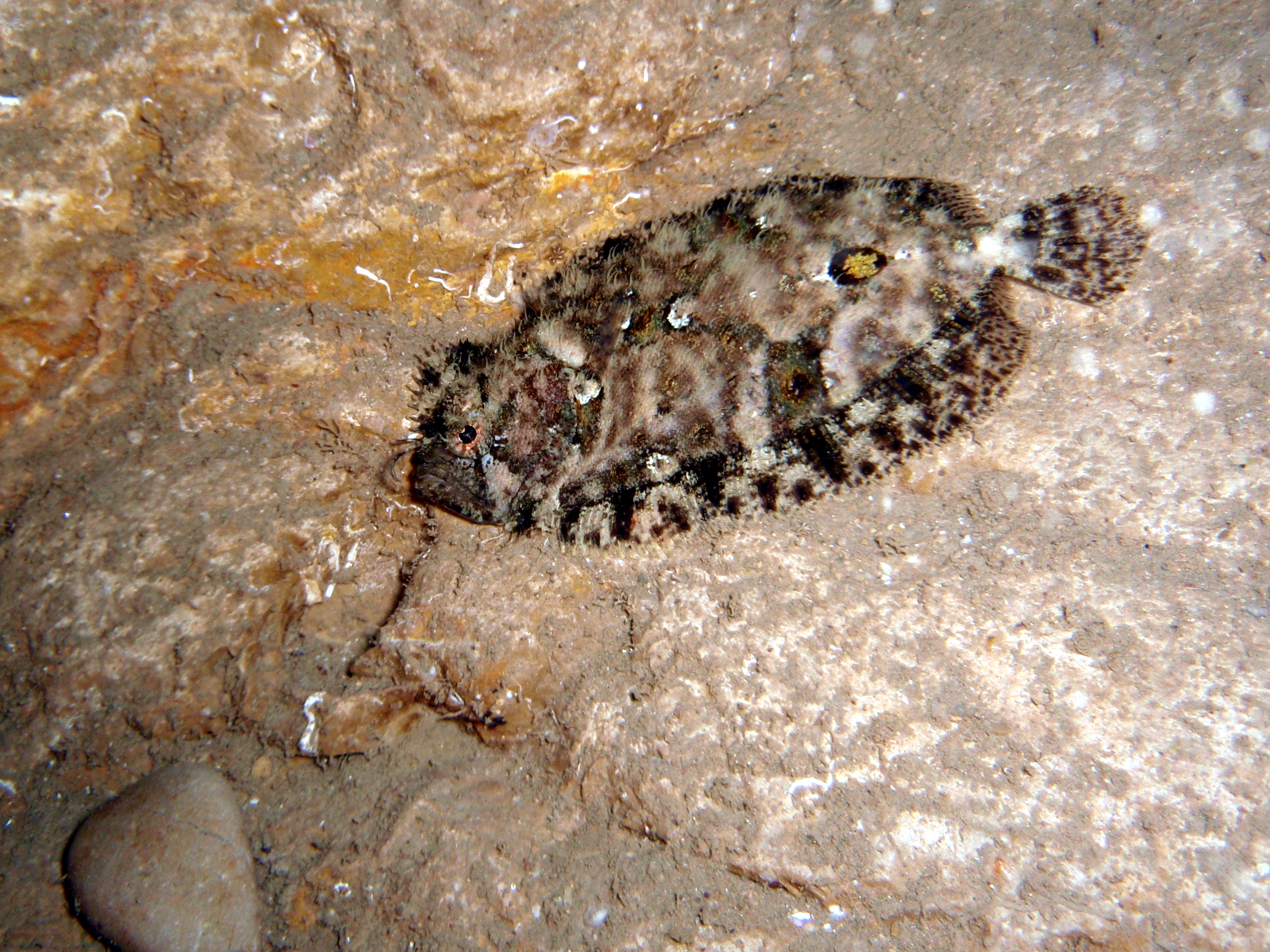 Eckström's Topknot (Zeugopterus regius) |commons:File:Zeugopterus regius.JPG
