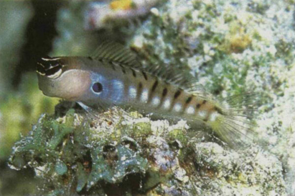 Ecsenius alleni (Ecsenius alleni) |commons:File:EcseniusAlleniSringer1988.jpg