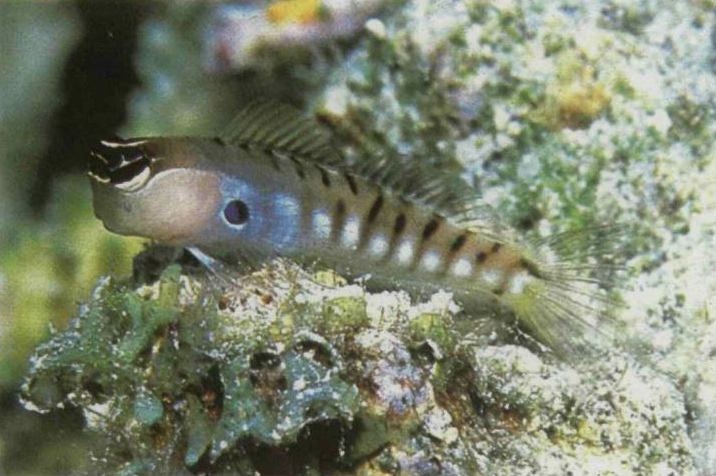Ecsenius alleni (Ecsenius alleni) |commons:File:EcseniusAlleniSringer1988.jpg