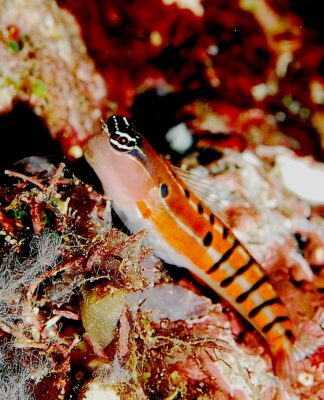 Ecsenius axelrodi (Ecsenius axelrodi) |commons:File:Ecsenius axelrodi.jpg