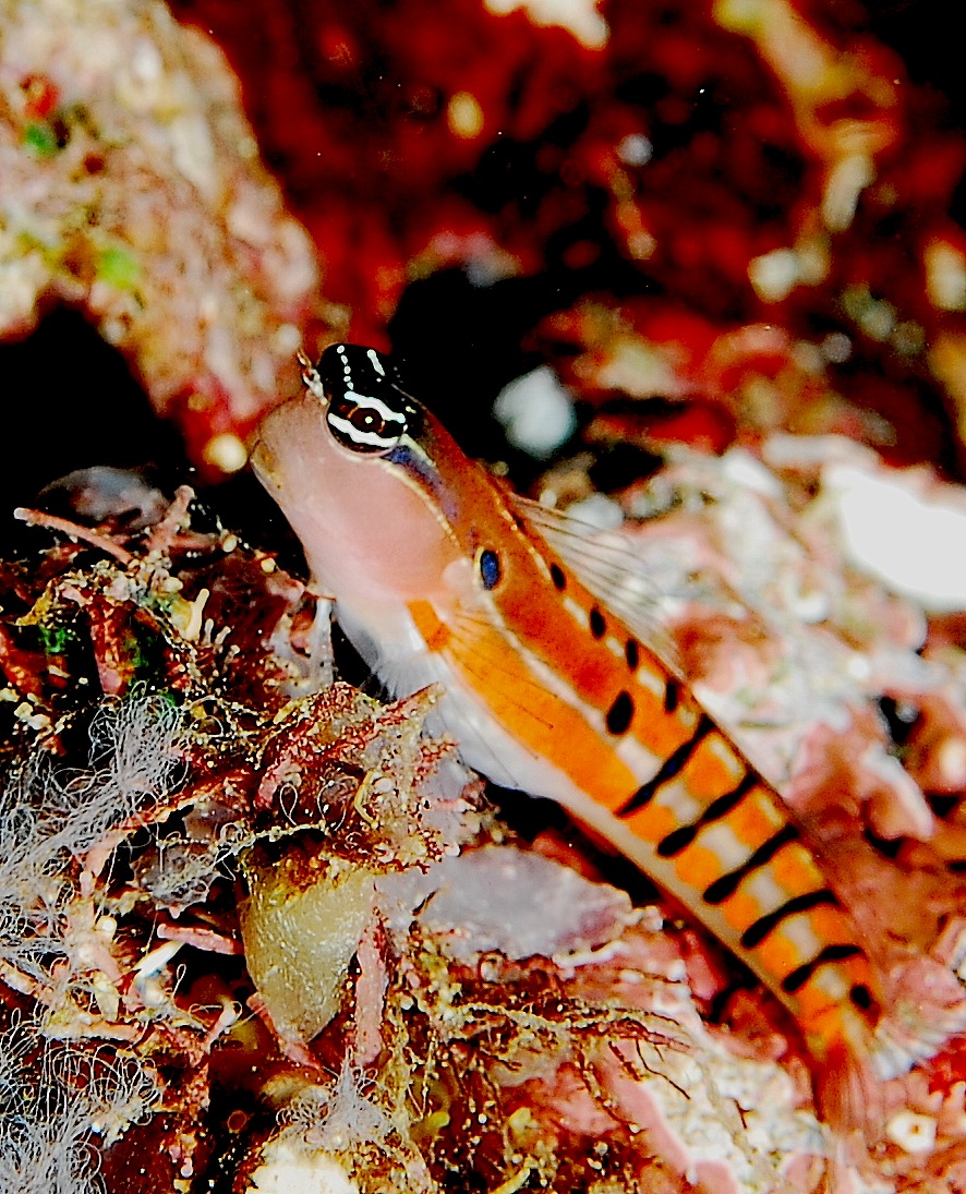 Ecsenius axelrodi (Ecsenius axelrodi) |commons:File:Ecsenius axelrodi.jpg