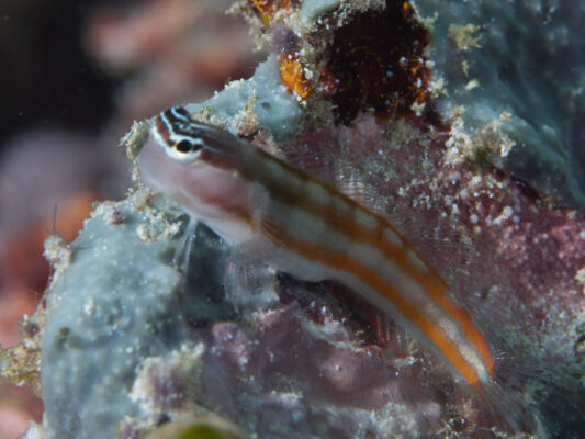 Ecsenius bathi (Ecsenius bathi) |commons:File:Bath's coralblenny (Ecsenius bathi) (46842559565).jpg