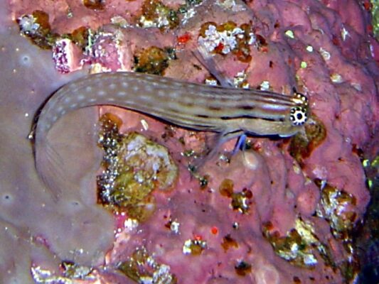 Ecsenius dentex (Ecsenius dentex) |commons:File:Ecsenius dentex.jpg