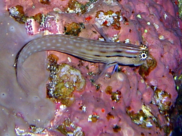 Ecsenius dentex (Ecsenius dentex) |commons:File:Ecsenius dentex.jpg