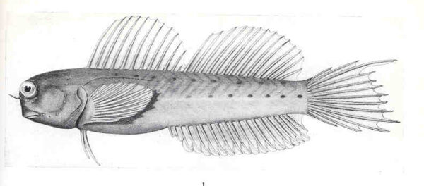 Ecsenius mandibularis (Ecsenius mandibularis) |commons:File:FMIB 36116 Ecsenius mandibularis, McCulloch.jpeg