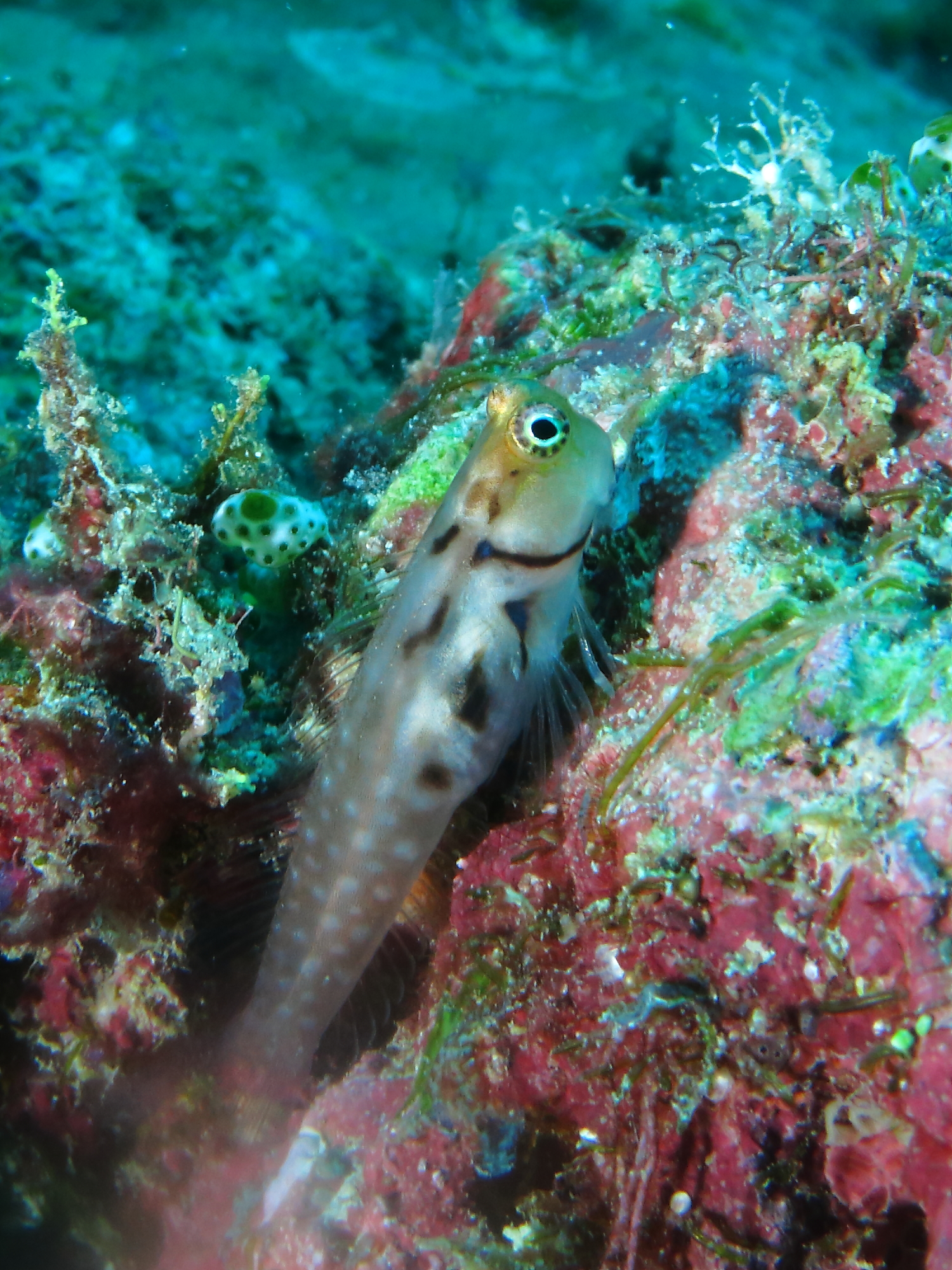Ecsenius minutus (Ecsenius minutus) |commons:File:Ecsenius minutus..JPG