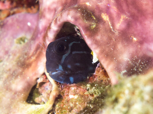 Ecsenius namiyei (Ecsenius namiyei) |commons:File:Black combtooth-blenny (Ecsenius namiyei).jpg