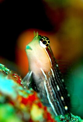 Ecsenius pictus (Ecsenius pictus) |commons:File:Ecsenius pictus.jpg