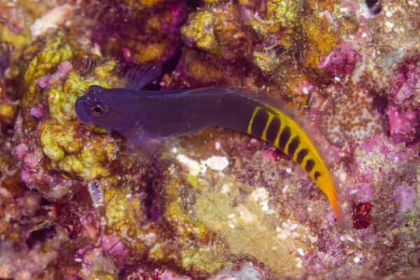Ecsenius pulcher (Ecsenius pulcher) |commons:File:Blénido (Ecsenius pulcher), islas Ad Dimaniyat, Omán, 2024-08-13, DD 15.jpg
