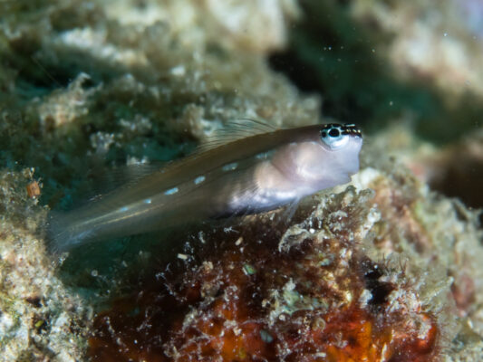 Ecsenius schroederi (Ecsenius schroederi) |commons:File:Schroeder's coralblenny (Ecsenius schroederi).jpg