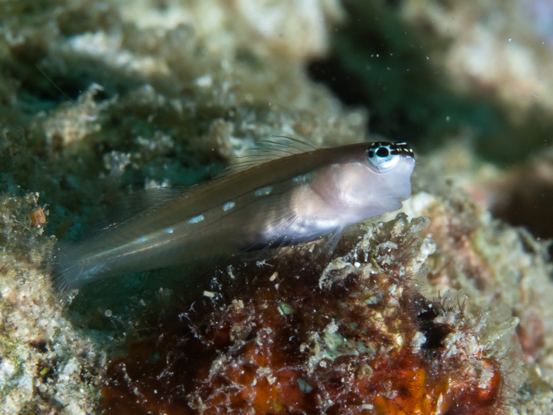 Ecsenius schroederi (Ecsenius schroederi) |commons:File:Schroeder's coralblenny (Ecsenius schroederi).jpg