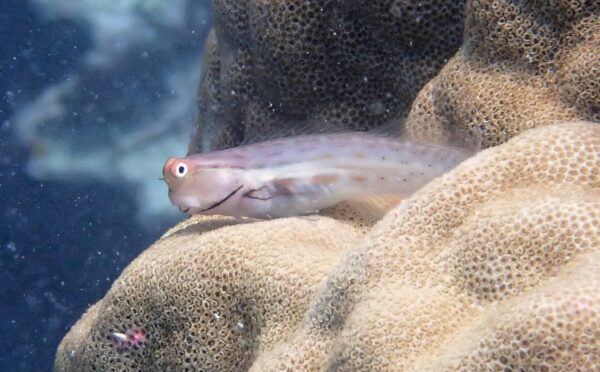 Ecsenius stictus (Ecsenius stictus) |commons:File:Ecsenius stictus 355050596.jpg